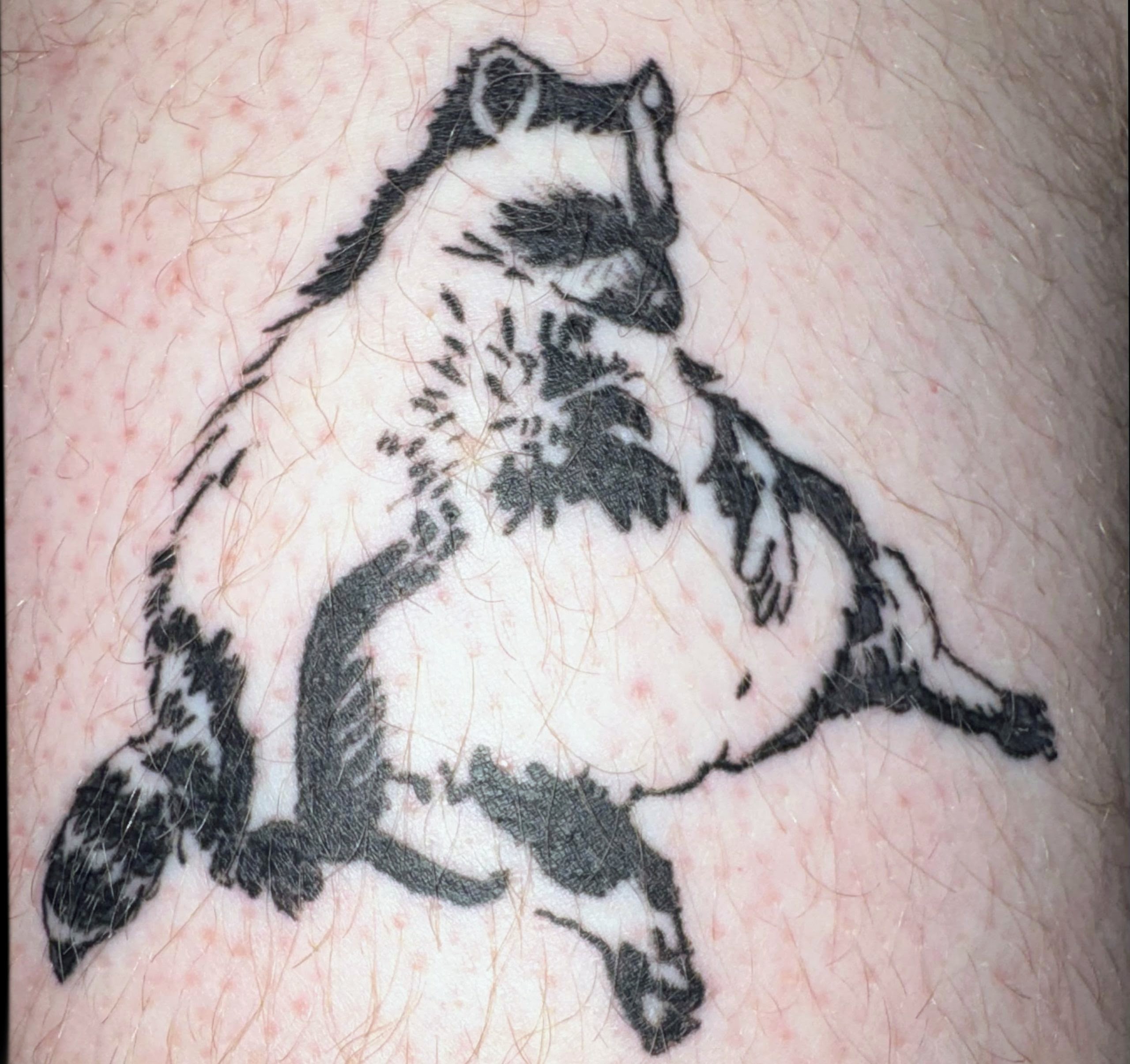 Fat Raccoon on my spouse's leg.
